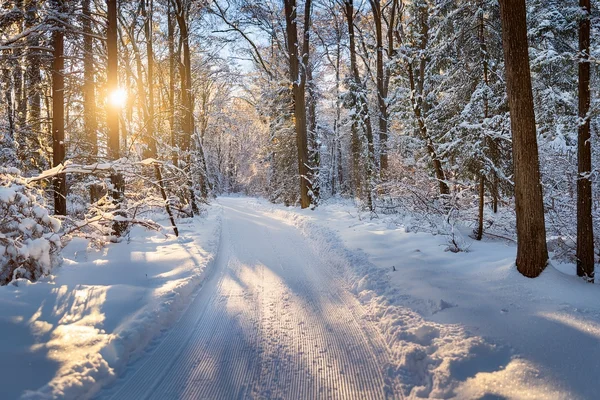 Verschneiter Waldweg mit Sonnenlicht im Winter