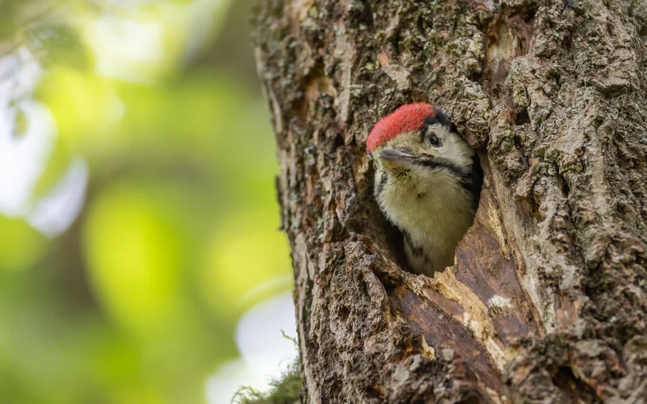 Wie der Leutascherhof mit dem Projekt Lebensbäume den Naturpark Karwendel unterstützt und Gäste dabei mithelfen können.